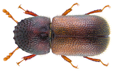 Bostrichid Beetle