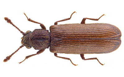 Lyctid Powderpost Beetle