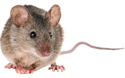 House Mouse