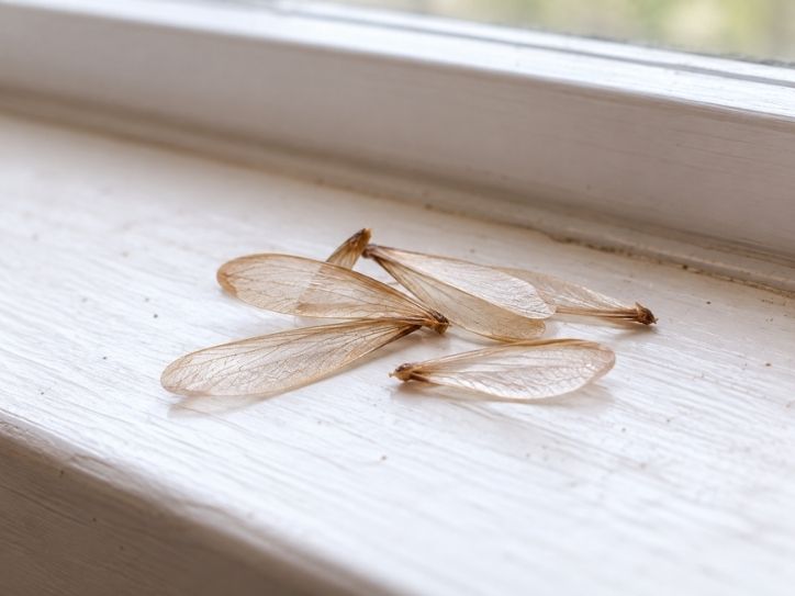 Discarded termite wings near a window